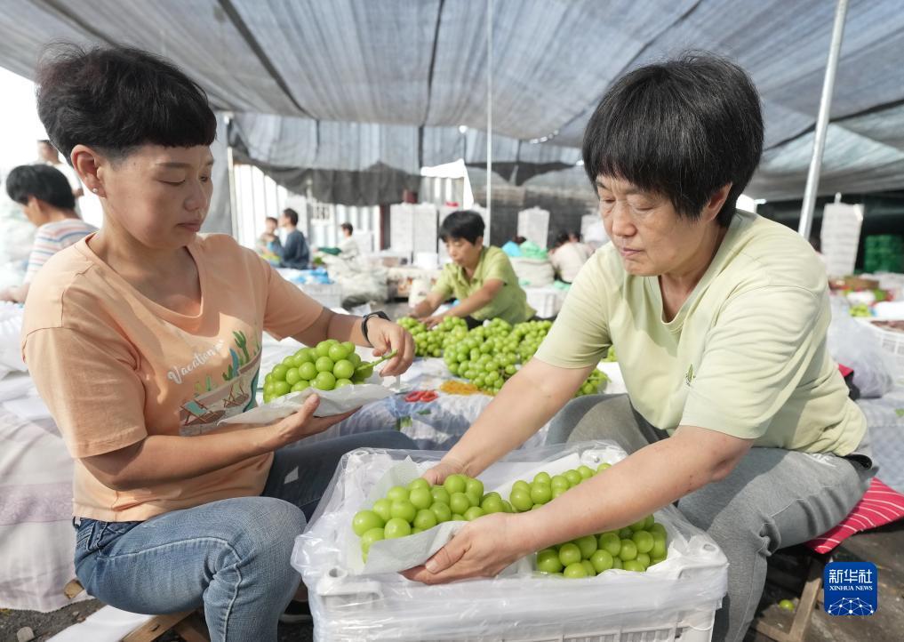 三张牌下载